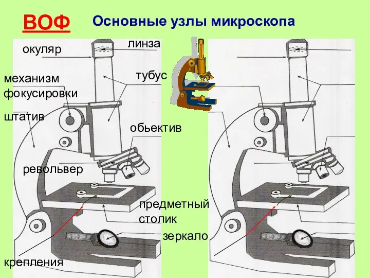 ВОФ Основные узлы микроскопа линза тубус обьектив штатив предметный столик окуляр механизм фокусировки зеркало крепления револьвер