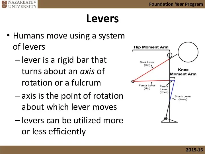 Levers Humans move using a system of levers lever is a
