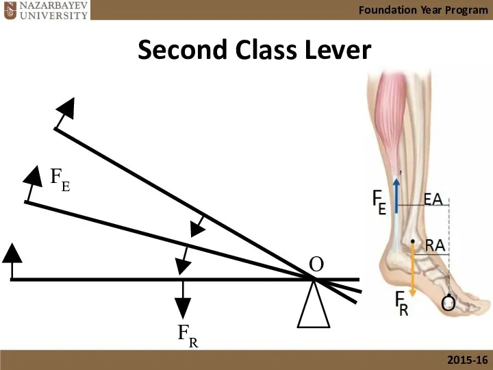 Second Class Lever FE FR O