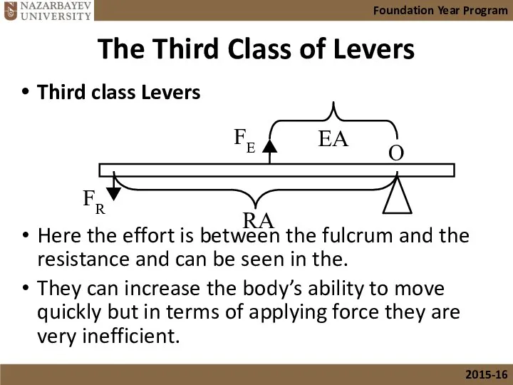 The Third Class of Levers Third class Levers Here the effort