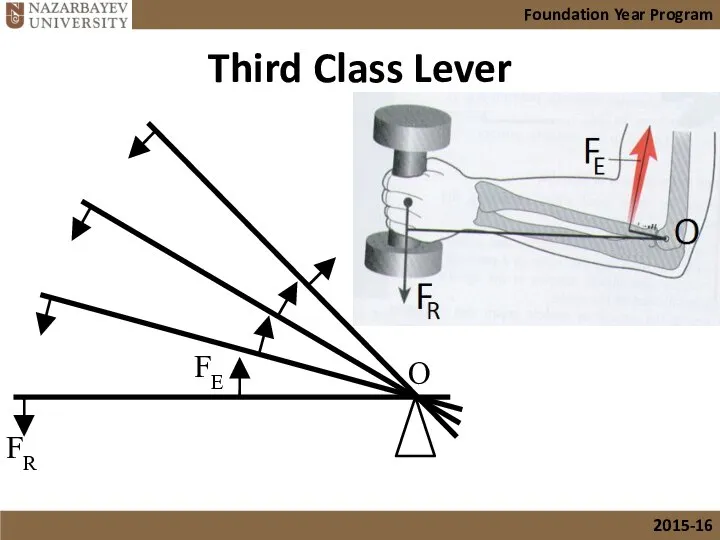 Third Class Lever O