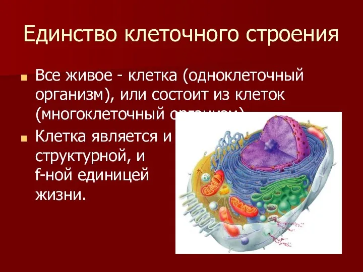 Единство клеточного строения Все живое - клетка (одноклеточный организм), или состоит