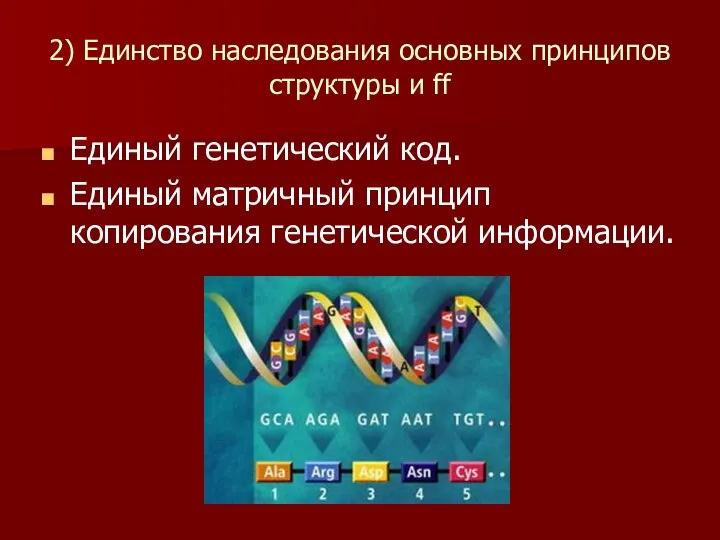 2) Единство наследования основных принципов структуры и ff Единый генетический код.