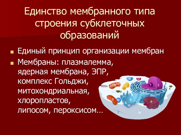 Единство мембранного типа строения субклеточных образований Единый принцип организации мембран Мембраны: