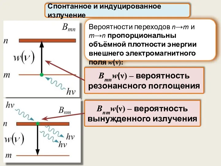 Вероятности переходов n→m и m→n пропорциональны объёмной плотности энергии внешнего электромагнитного