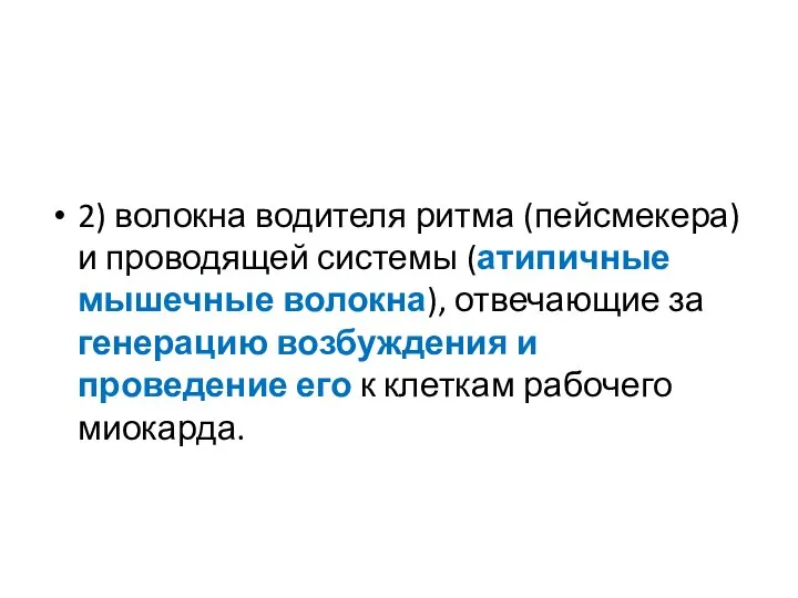 2) волокна водителя ритма (пейсмекера) и проводящей системы (атипичные мышечные волокна),