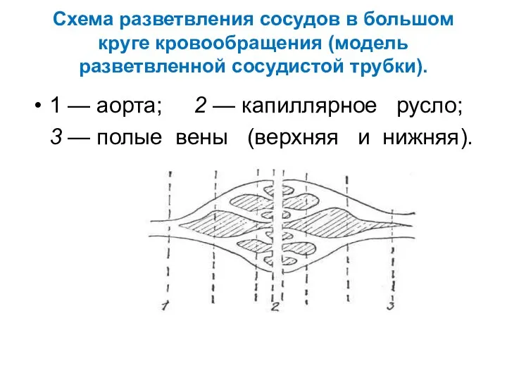 Схема разветвления сосудов в большом круге кровообращения (модель разветвленной сосудистой трубки).