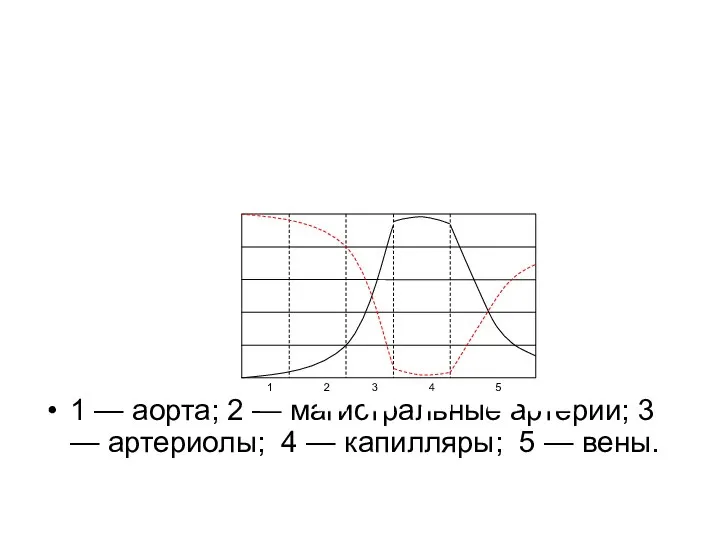 1 — аорта; 2 — магистральные артерии; 3 — артериолы; 4 — капилляры; 5 — вены.