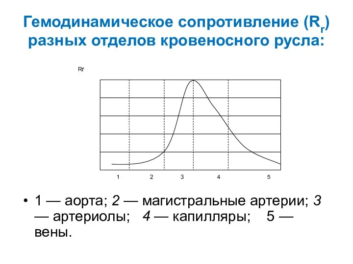 Гемодинамическое сопротивление (Rr) разных отделов кровеносного русла: 1 — аорта; 2