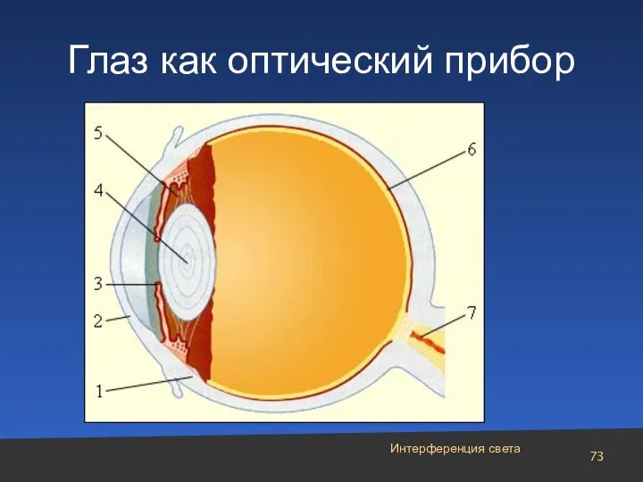 Глаз как оптический прибор Интерференция света