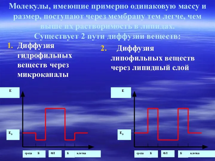 Молекулы, имеющие примерно одинаковую массу и размер, поступают через мембрану тем