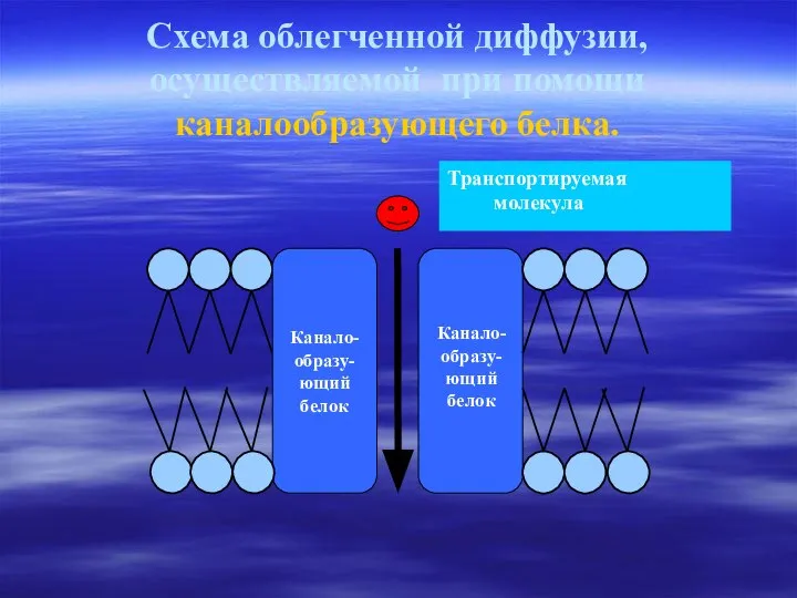 Схема облегченной диффузии, осуществляемой при помощи каналообразующего белка. Канало-образу-ющий белок