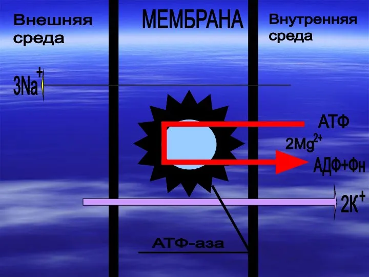 Внешняя среда Внутренняя среда МЕМБРАНА АТФ АДФ+Фн 2К + 3Na + 2Mg 2+ АТФ-аза