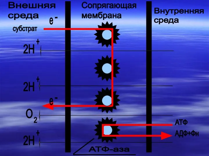 Внешняя среда Сопрягающая мембрана Внутренняя среда субстрат АТФ АДФ+Фн е е