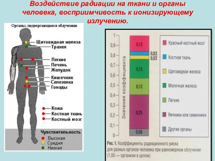 Воздействие радиации на ткани и органы человека, восприимчивость к ионизирующему излучению.