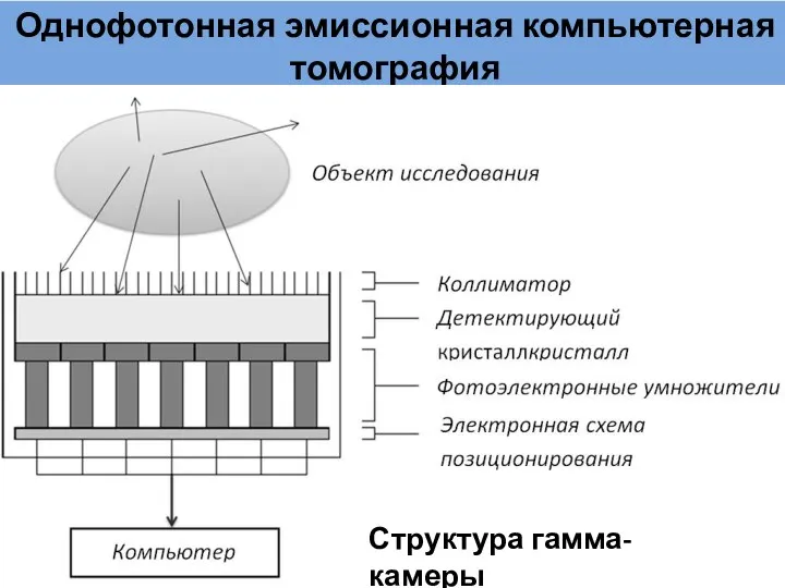 Однофотонная эмиссионная компьютерная томография Структура гамма-камеры