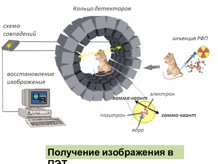 Получение изображения в ПЭТ