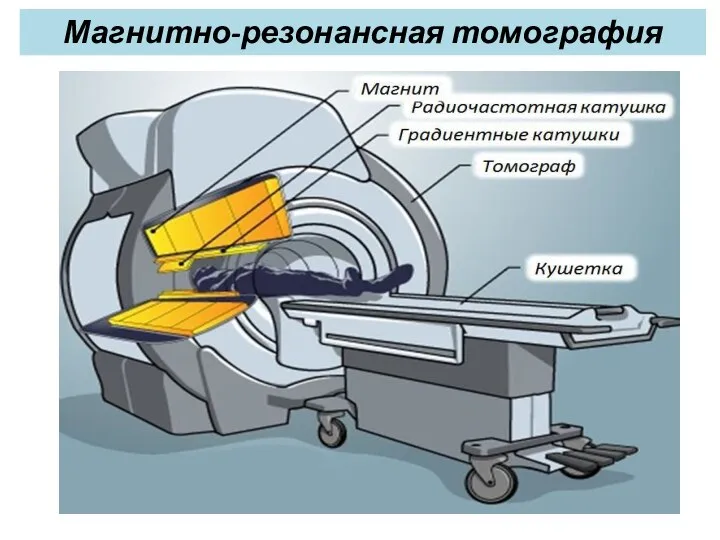 Магнитно-резонансная томография