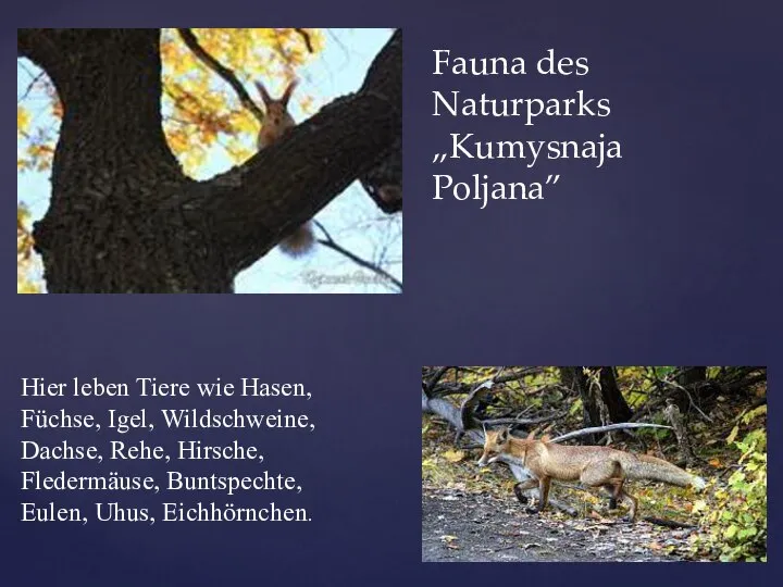 Fauna des Naturparks „Kumysnaja Poljana” Hier leben Tiere wie Hasen, Füchse,