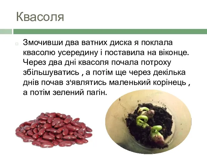 Квасоля Змочивши два ватних диска я поклала квасолю усередину і поставила