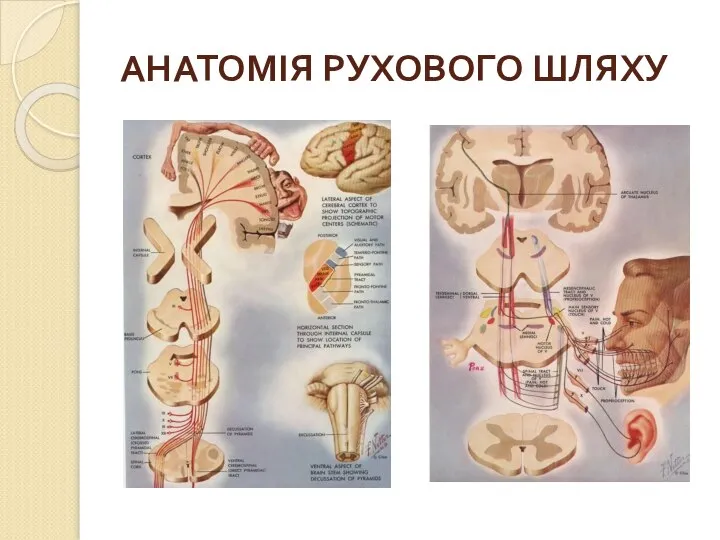 АНАТОМІЯ РУХОВОГО ШЛЯХУ