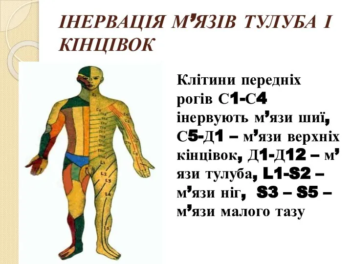 ІНЕРВАЦІЯ М’ЯЗІВ ТУЛУБА І КІНЦІВОК Клітини передніх рогів С1-С4 інервують м’язи