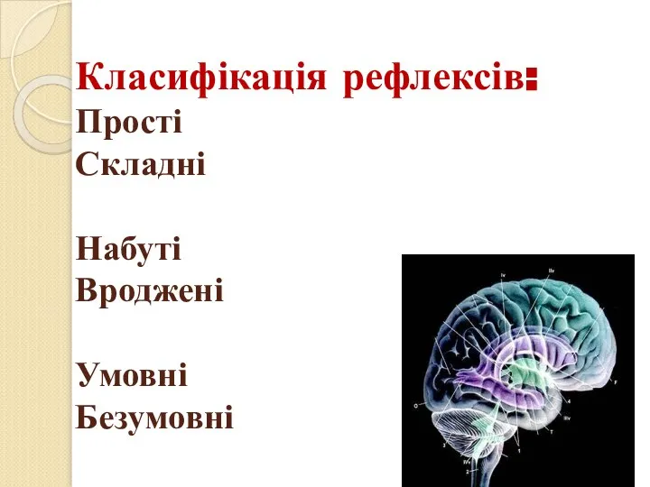 Класифікація рефлексів: Прості Складні Набуті Вроджені Умовні Безумовні