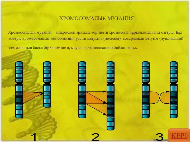 ХРОМОСОМАЛЫҚ МУТАЦИЯ Хромосомалық мутация – микроскоп арқылы көрінетін хромосома құрылымындағы өзгеріс.