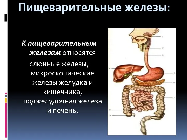 Пищеварительные железы: К пищеварительным железам относятся слюнные железы, микроскопические железы желудка