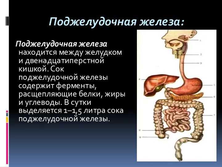 Поджелудочная железа: Поджелудочная железа находится между желудком и двенадцатиперстной кишкой. Сок