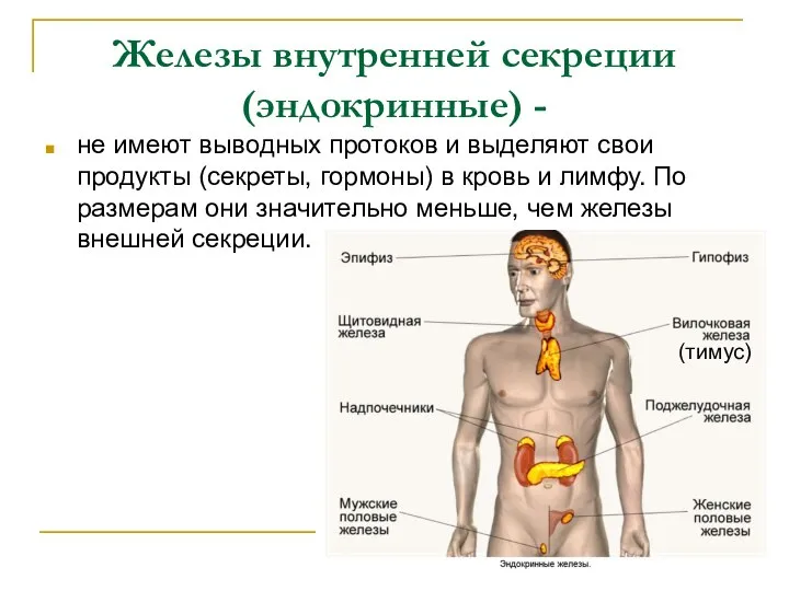 Железы внутренней секреции (эндокринные) - не имеют выводных протоков и выделяют