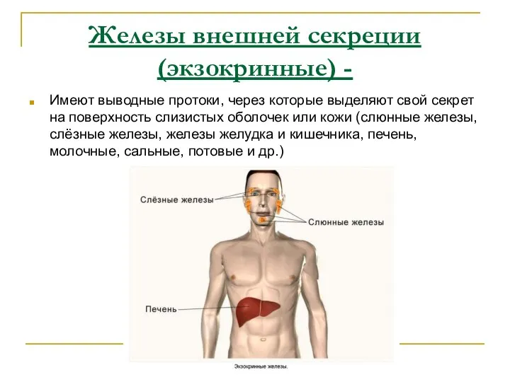 Железы внешней секреции (экзокринные) - Имеют выводные протоки, через которые выделяют