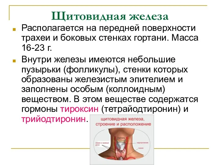 Щитовидная железа Располагается на передней поверхности трахеи и боковых стенках гортани.