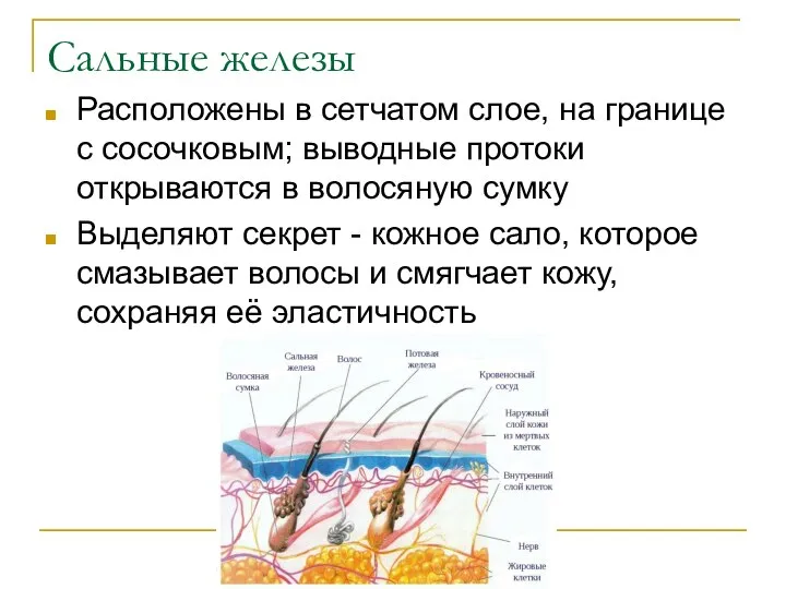 Сальные железы Расположены в сетчатом слое, на границе с сосочковым; выводные