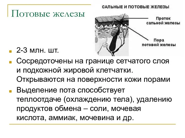 Потовые железы 2-3 млн. шт. Сосредоточены на границе сетчатого слоя и