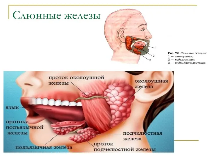 Слюнные железы