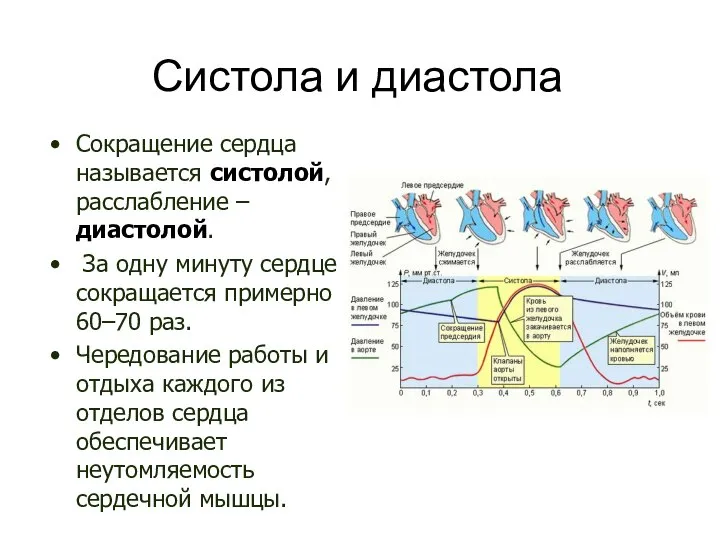 Систола и диастола Сокращение сердца называется систолой, расслабление – диастолой. За