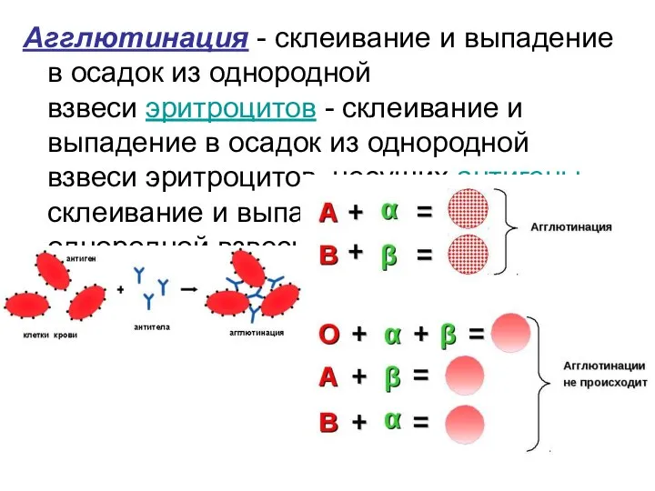 Агглютинация - склеивание и выпадение в осадок из однородной взвеси эритроцитов