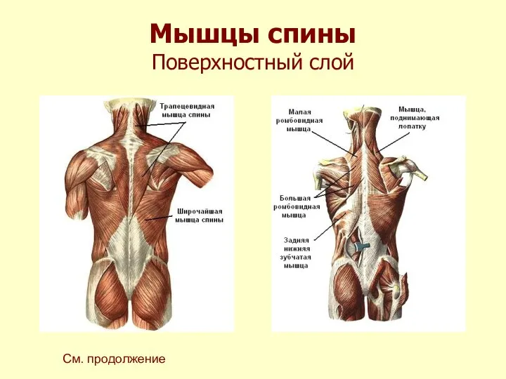 Мышцы спины Поверхностный слой См. продолжение