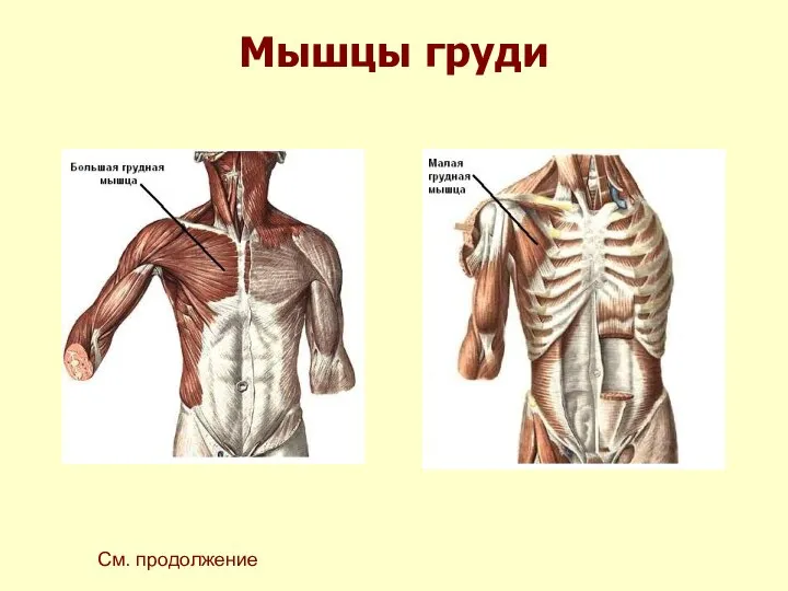 Мышцы груди См. продолжение