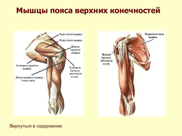 Мышцы пояса верхних конечностей Вернуться в содержание