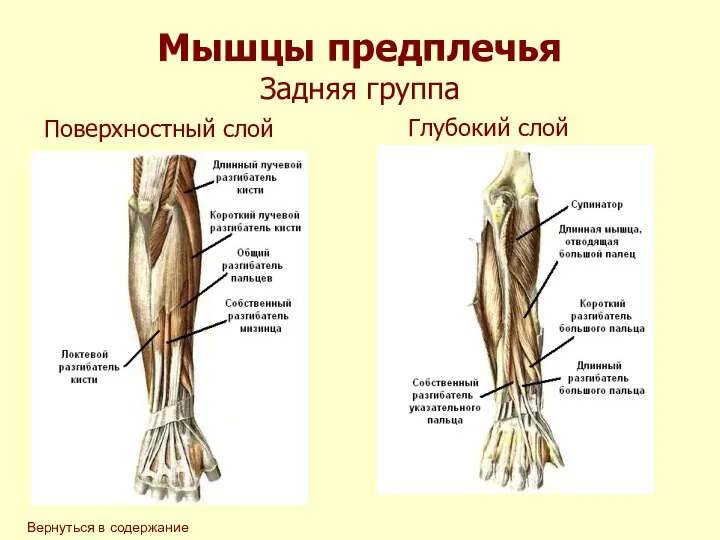 Мышцы предплечья Задняя группа Поверхностный слой Глубокий слой Вернуться в содержание