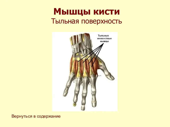 Мышцы кисти Тыльная поверхность Вернуться в содержание