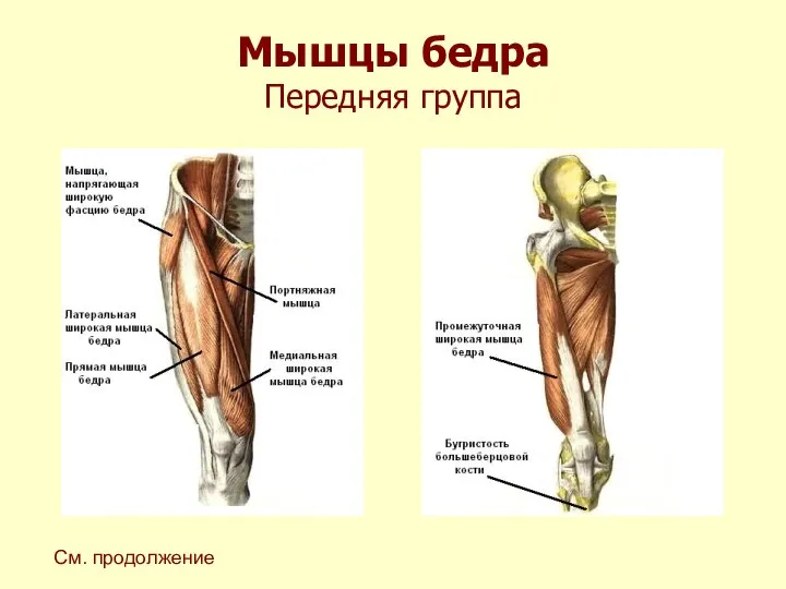 Мышцы бедра Передняя группа См. продолжение