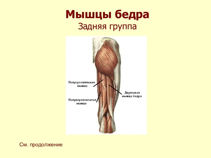 Мышцы бедра Задняя группа См. продолжение