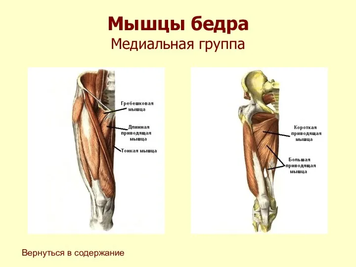 Мышцы бедра Медиальная группа Вернуться в содержание