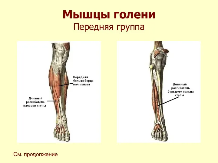 Мышцы голени Передняя группа См. продолжение