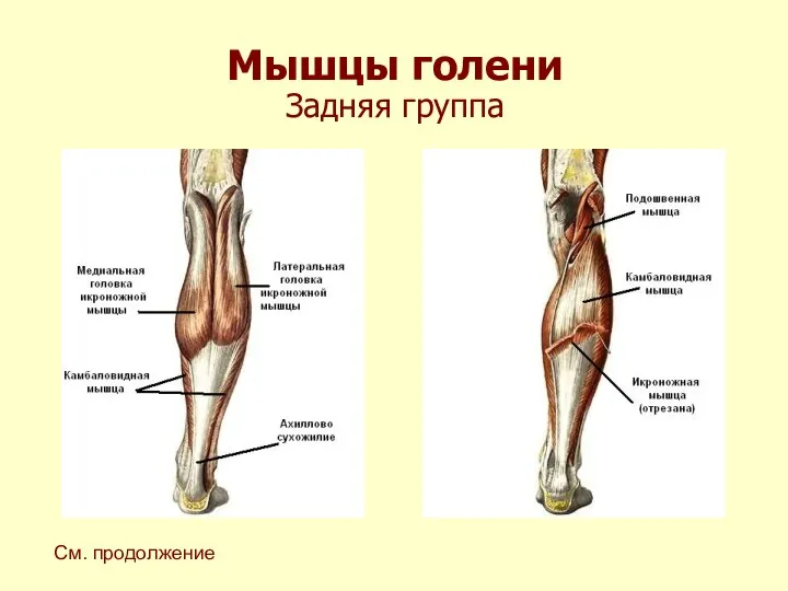 Мышцы голени Задняя группа См. продолжение