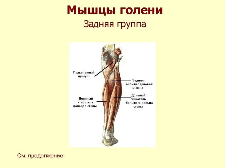 Мышцы голени Задняя группа См. продолжение