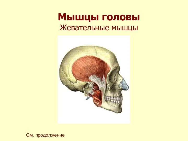 Мышцы головы Жевательные мышцы См. продолжение